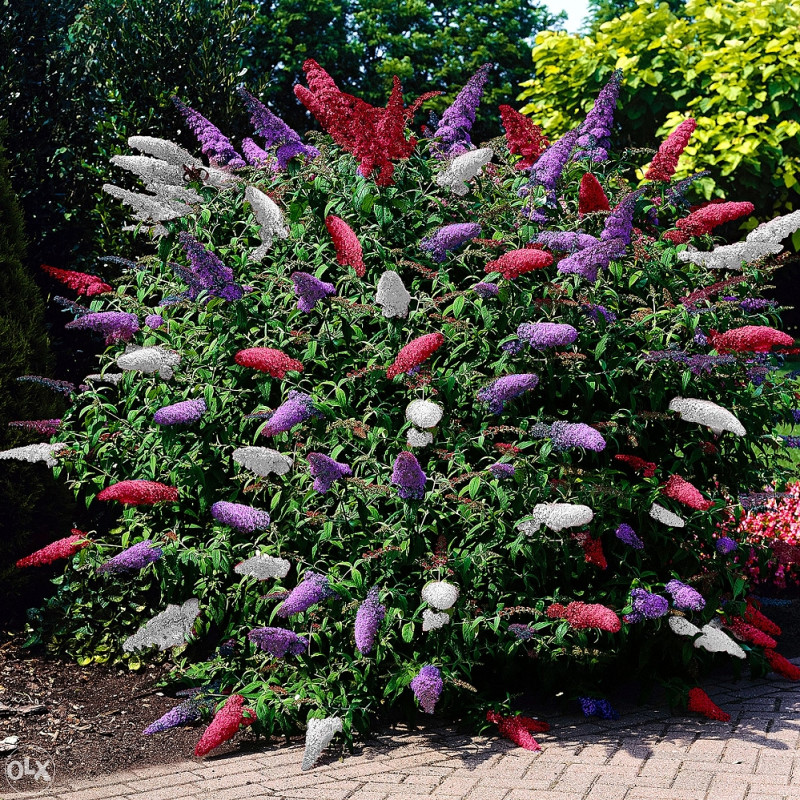 Budleja tricolor, sadnice