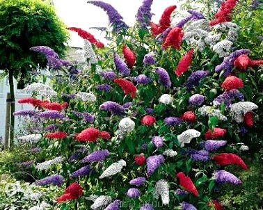 Budleja tricolor, sadnice