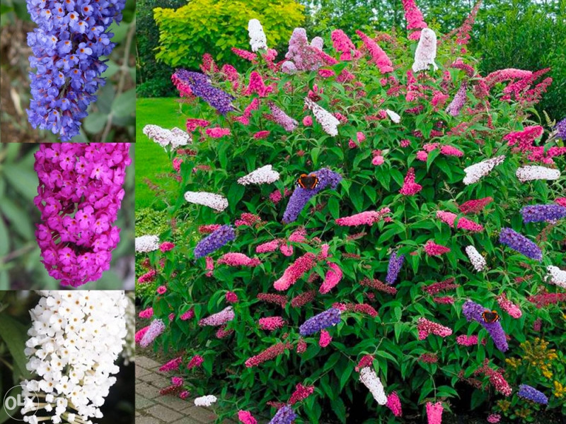 Budleja tricolor, sadnice