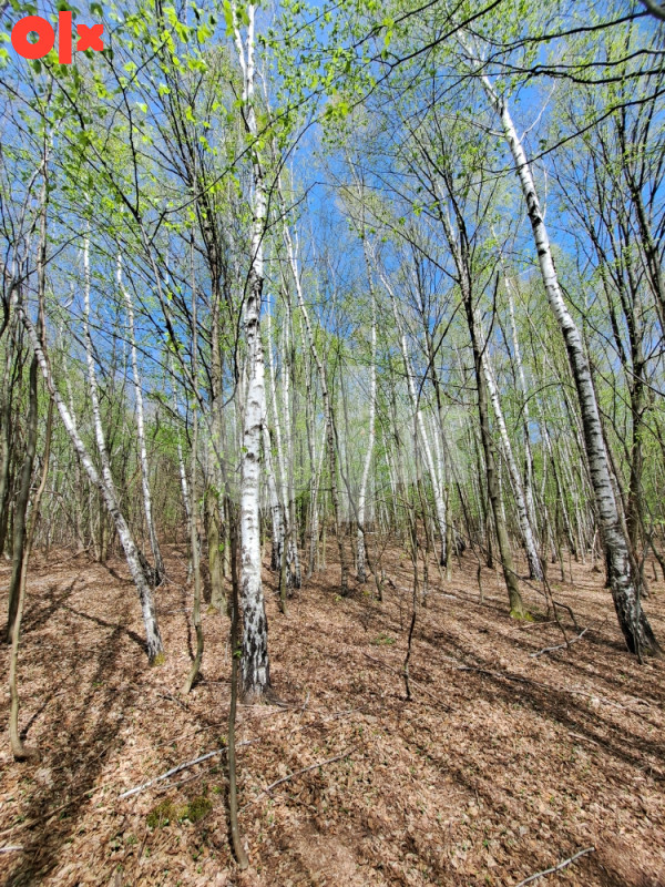 Zemljište (šuma, voćnjaci i livada) 9