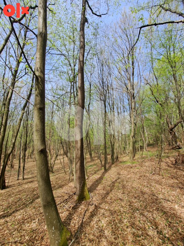 Zemljište (šuma, voćnjaci i livada) 5