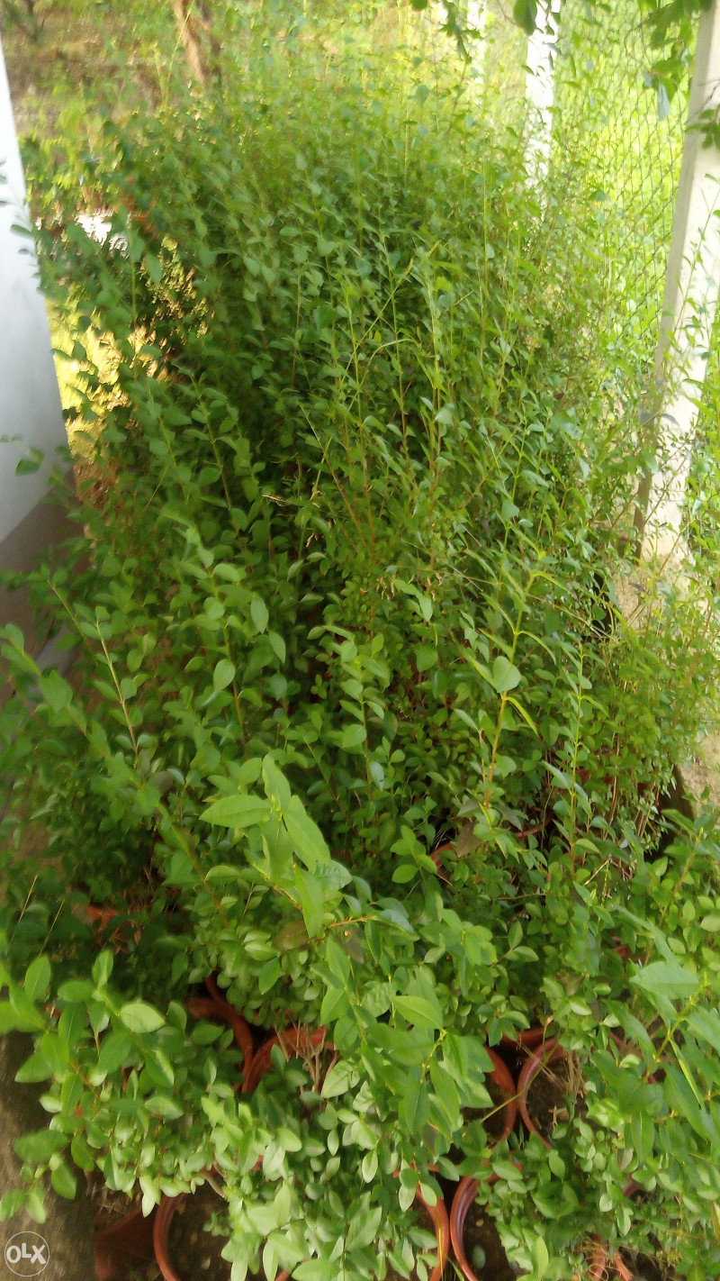 iva ograda, Ligustrum vulgare-kalina. - Sadnice - OLX.ba