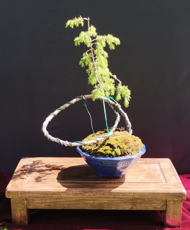 Bonsai SMREKA / BOROVICA (Juniperus communis) - Sadnice - OLX.ba