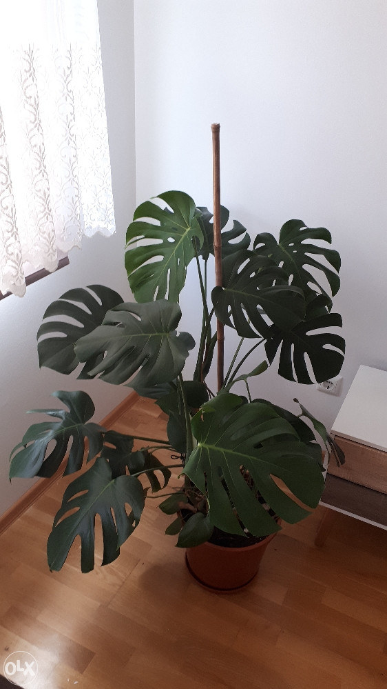 monstera thai collection RARE VARIGATED MONSTERA THAI CONSTELLATION PLANT – Plantology Lab Trading