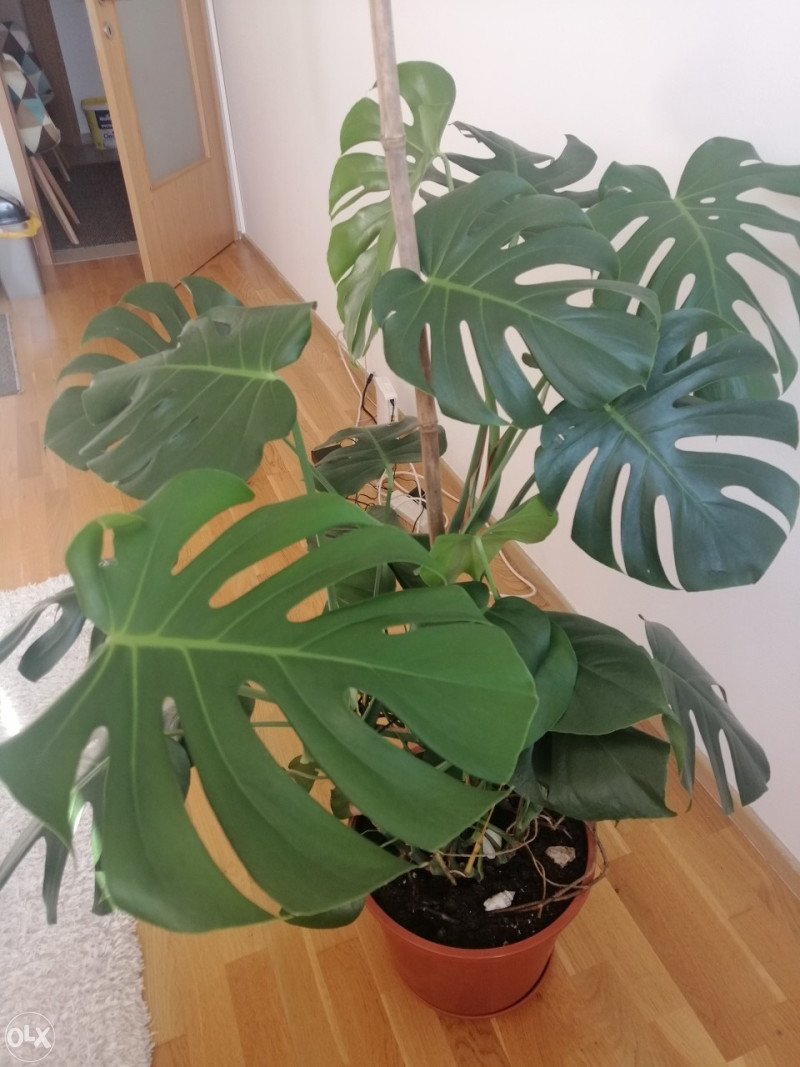 Cvijet Monstera deliciosa,filodendron/filadendron - Biljke i cvijee -  OLX.ba