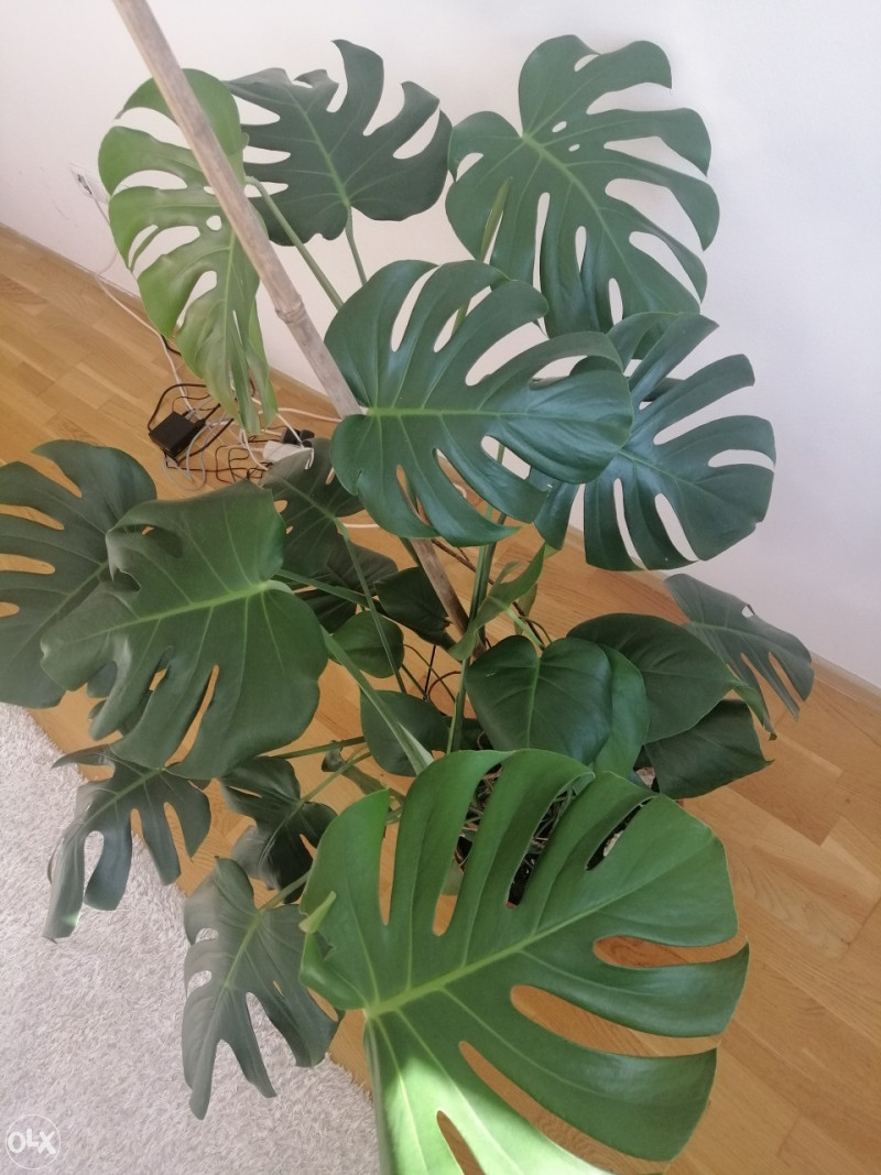 cvijet monstera Grosse Monstera