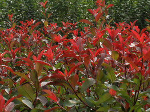 Fotinija, Photinia