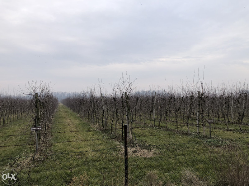 PRODAJEM ZEMLJU VOCNJAK GRADACAC 24 DULUMA 3