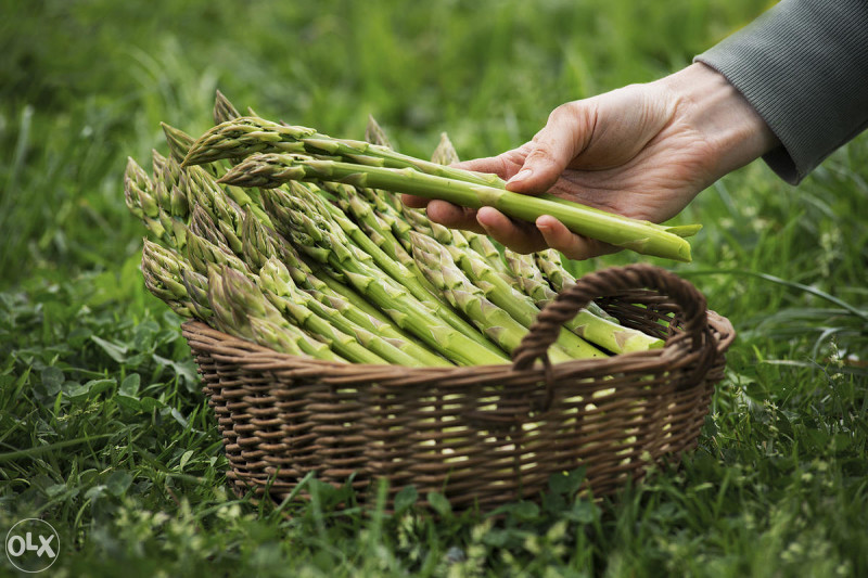 Sjeme šparoga šparoge špargla Asparagus - Sjemena - OLX.ba