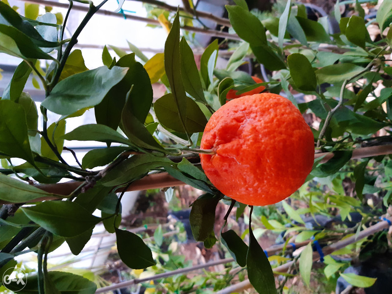 Mandarina sadnica