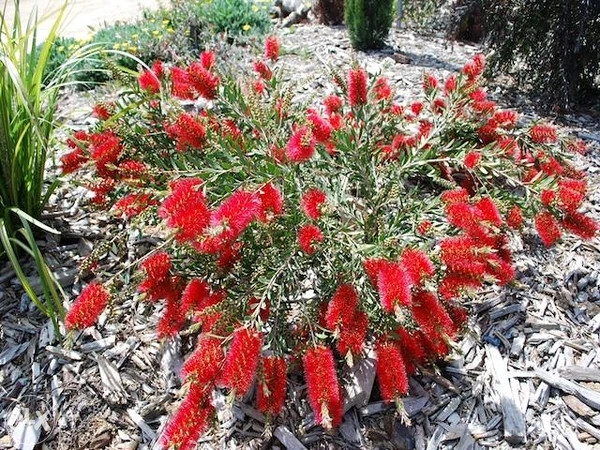 Calistemon, Četkovac, kalistemon sadnice