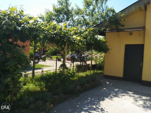 Porodična kuća sa garažom i voćnjakom photo 5