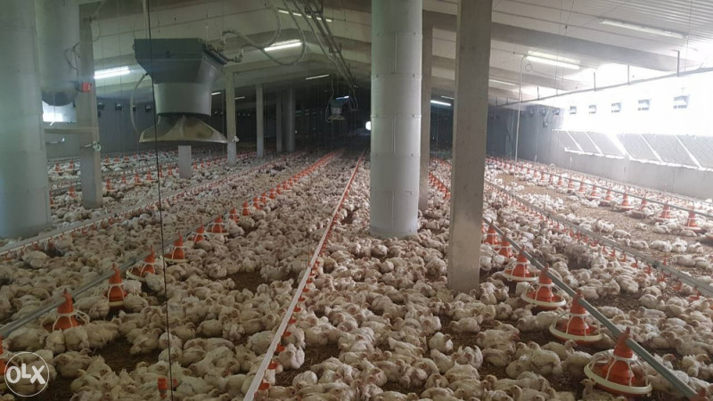 Farma pilica Visoko 3