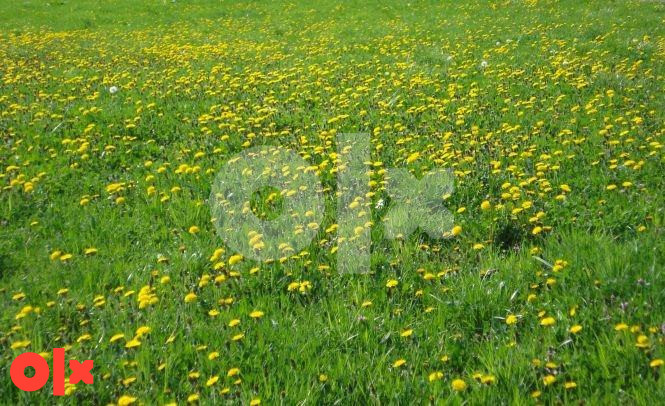 Zemljište Olovo 065 890 187