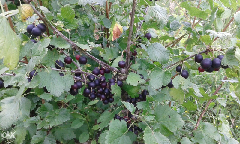 List crne ribizle izuzetno ljekovit i pun vitamina c .p