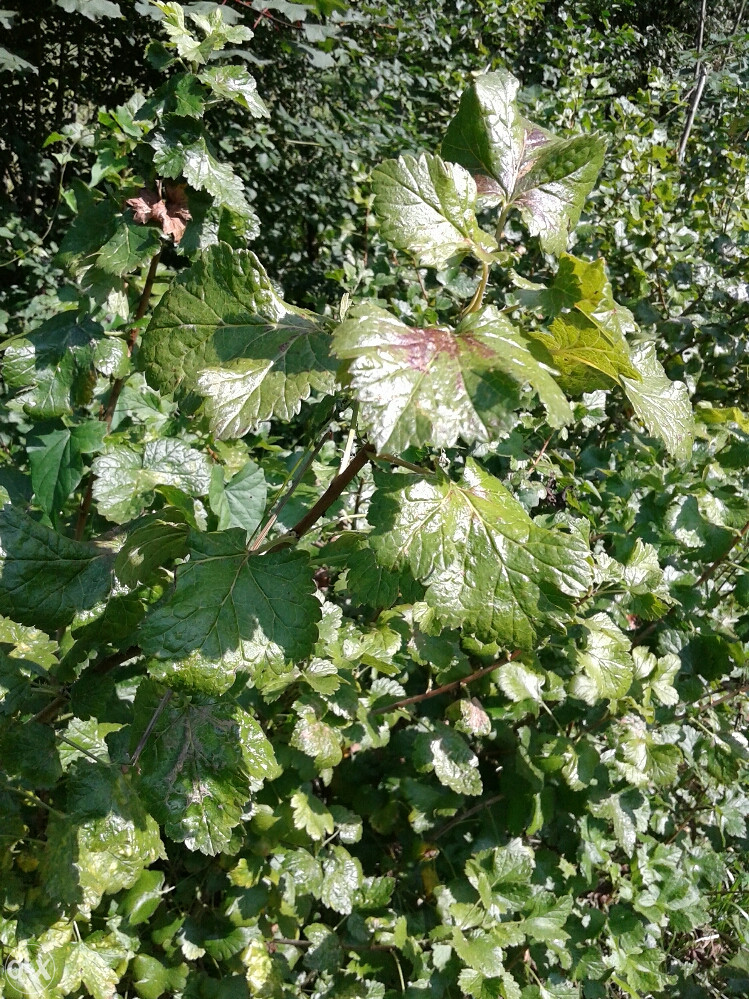 List crne ribizle izuzetno ljekovit i pun vitamina c .p