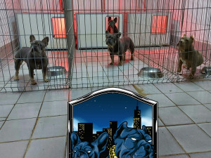 Francuski Buldog blue & tan parenje