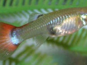 Ribice guppy