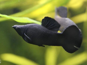 Ribice Black molly