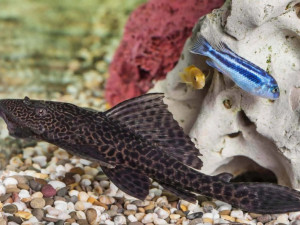 Ribice plecostomus