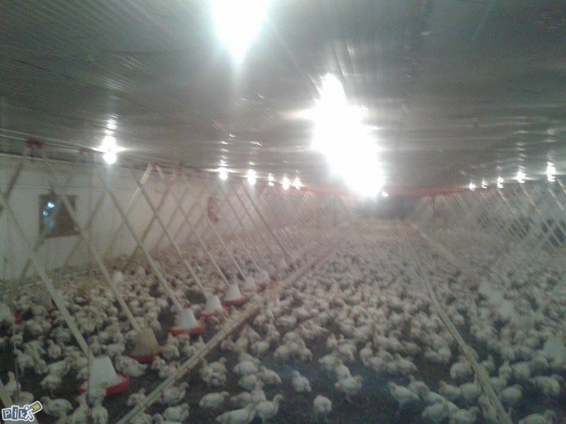 Kuća i Farma  pilića Gradačcu 8