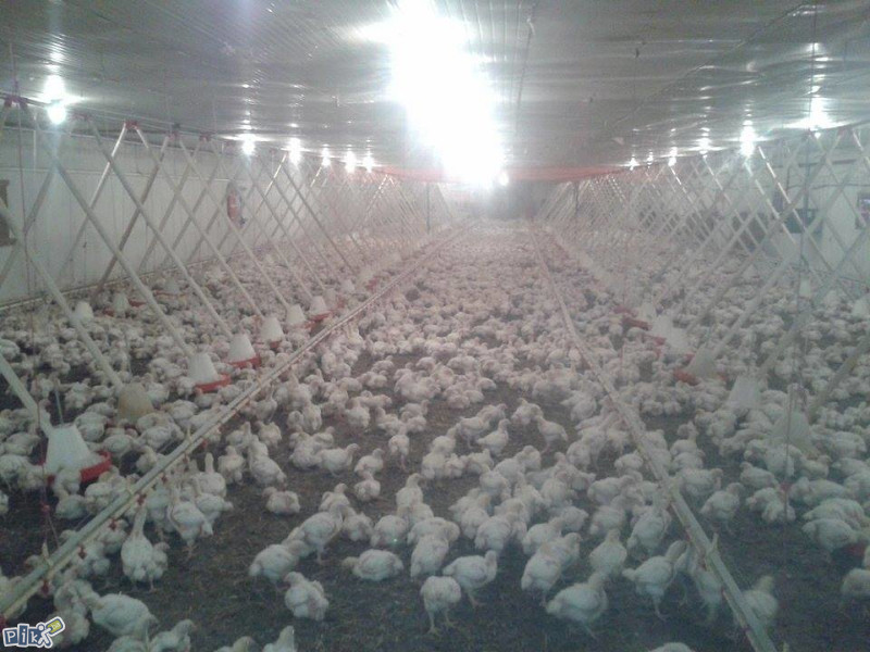 Kuća i Farma  pilića Gradačcu 7