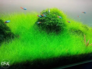 Eleocharis Parvula