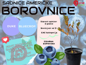 Sadnice američke borovnice