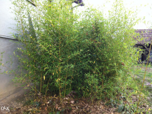 BAMBUS,Phyllostacys,METAKE,ZIVA,BRZORASTUCA OGRADA-ZIVICA