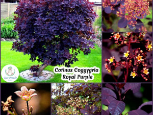 Cotinus Coggygria 2 POSEBNE SORTE