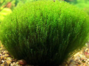 stringy moss biljka