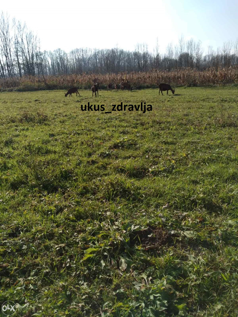 Kozje kozije mlijeko od alpskih koza kao lijek