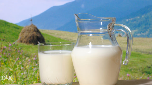 Kozje kozije mlijeko od alpskih koza kao lijek