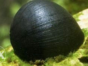 Black helmet snail