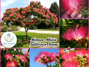 Mimoza Albizia Julibrissin Rosea Medonosno