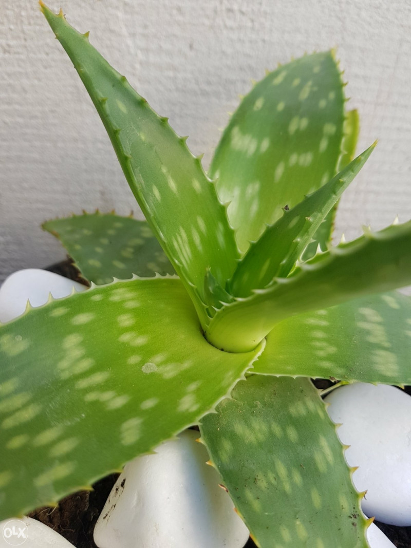 Aloe vera aloja ljekovita gel (vise na stanju) - Biljke i cvijee - OLX.ba