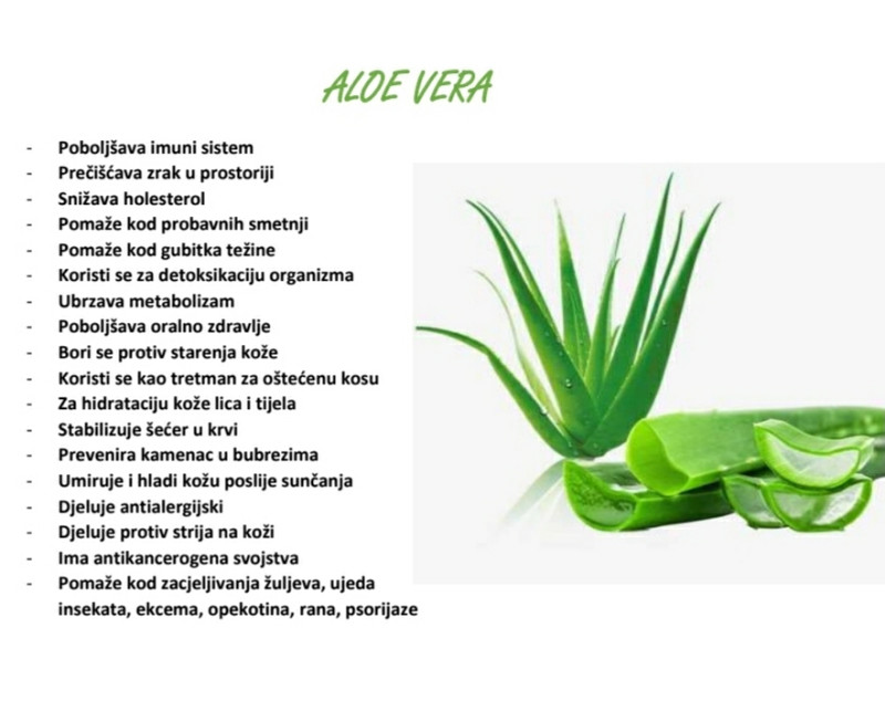 Aloe vera aloja ljekovita gel (vise na stanju) - Biljke i cvijee - OLX.ba