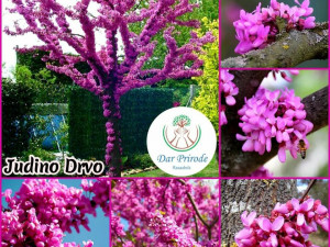 U PRODAJI UKRASNO DRVEĆE ZA UREĐENJE DVORIŠTA ,PARKOVA.