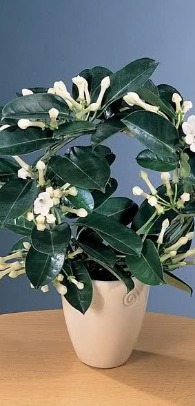 Madagaskarski jasmin (Stephanotis), sadnice