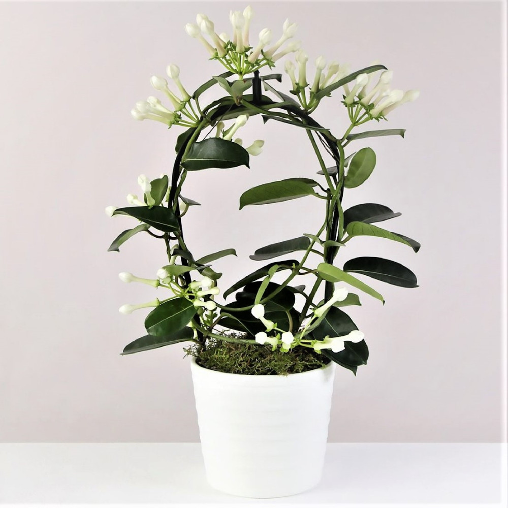 Madagaskarski jasmin (Stephanotis), sadnice
