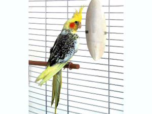 Sipina Kost KERBL - 2 Komada