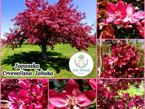 JAPANSKA UKRASNA CRVENOLISNA JABUKA