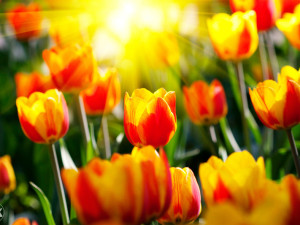 Canvas slika - Tulipani u vrtu, Cvijeće