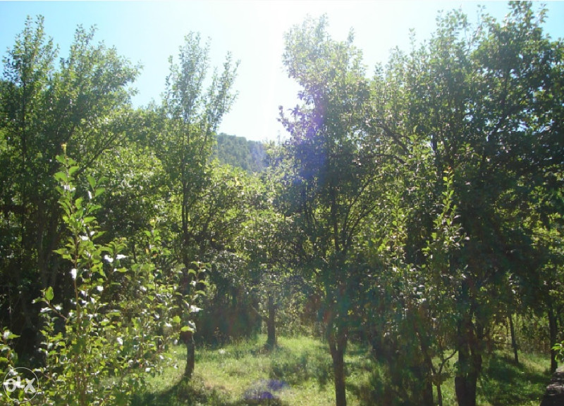 Imanje  Drazevici. 5