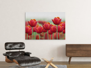 Canvas slika - Crveni tulipani, Proljeće, Cvijet
