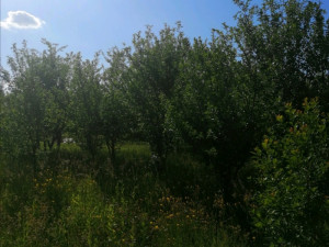 Parcela 720m2 u Otesu