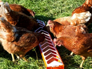 Plastična Hranilica za Živinu 50x7cm