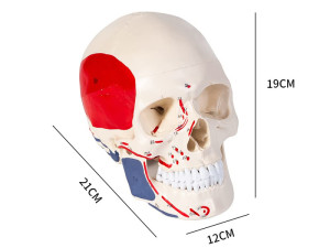 Kostur glava, model lobanja - anatomija