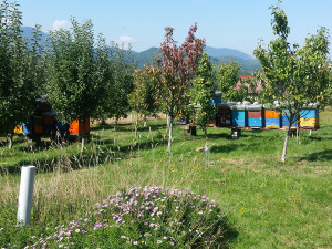 Prodajem kucu i zemljiste photo 2