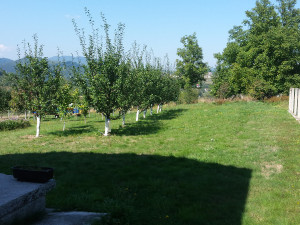 Prodajem kucu i zemljiste photo 4